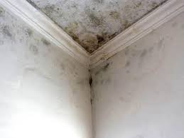 Why You Should Choose Our Mold Remediation Services in North Sioux City, SD