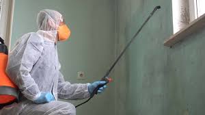 Best Basement Mold Removal  in North Sioux City, SD