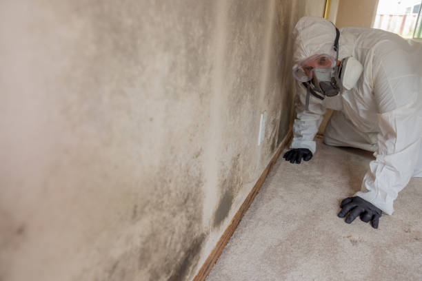 Best Mold Odor Removal Services  in North Sioux City, SD